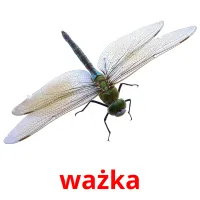 ważka picture flashcards