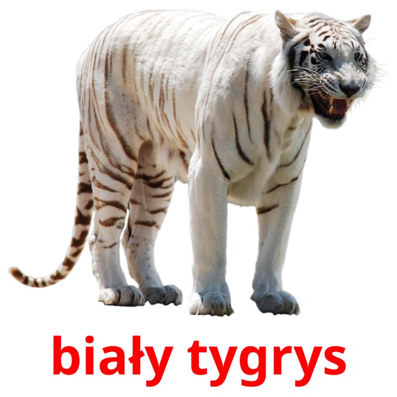 biały tygrys Tarjetas didacticas