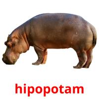 hipopotam Tarjetas didacticas