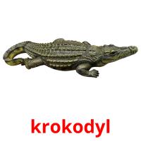 krokodyl Bildkarteikarten