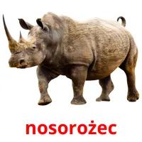 nosorożec picture flashcards