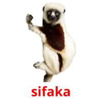 sifaka picture flashcards