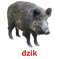 dzik picture flashcards