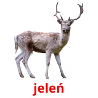 jeleń picture flashcards