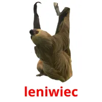 leniwiec picture flashcards