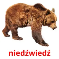 niedźwiedź picture flashcards