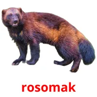 rosomak picture flashcards