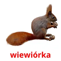 wiewiórka picture flashcards