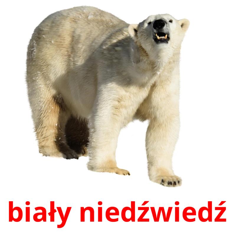 biały niedźwiedź Bildkarteikarten