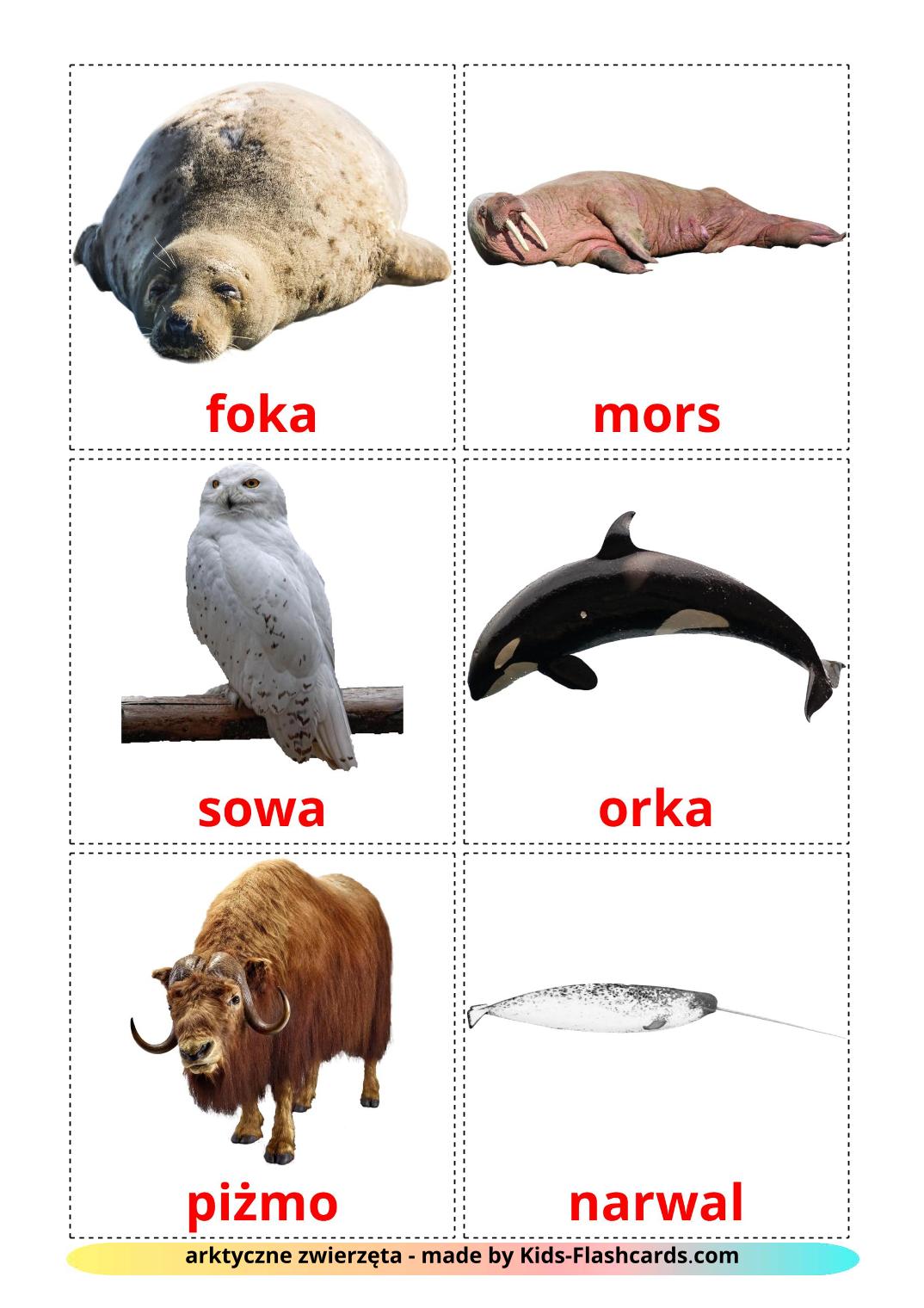 Animali artici - 14 flashcards polacco stampabili gratuitamente