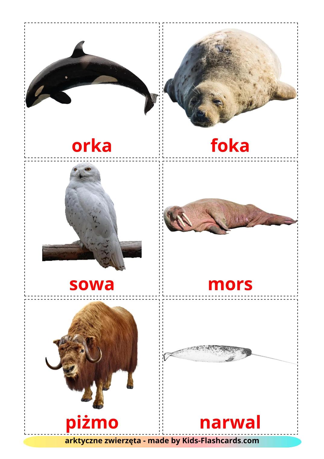 Les Animaux de l'Arctique - 14 Flashcards polonais imprimables gratuitement