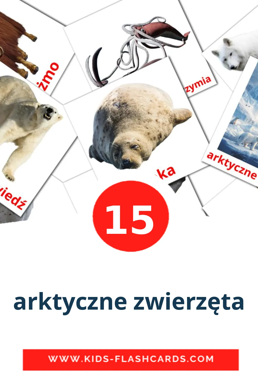 15 arktyczne zwierzęta Picture Cards for Kindergarden in polish