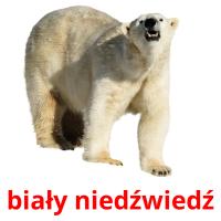 biały niedźwiedź flashcards illustrate