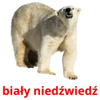 biały niedźwiedź picture flashcards