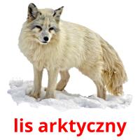 lis arktyczny flashcards illustrate