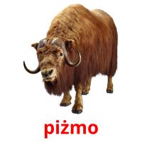 piżmo picture flashcards