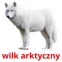 wilk arktyczny ansichtkaarten