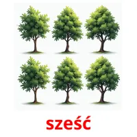 sześć picture flashcards