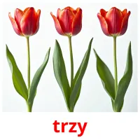 trzy picture flashcards