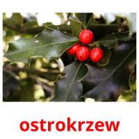 ostrokrzew picture flashcards