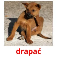 drapać picture flashcards