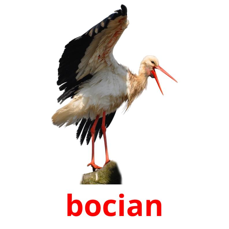 bocian picture flashcards