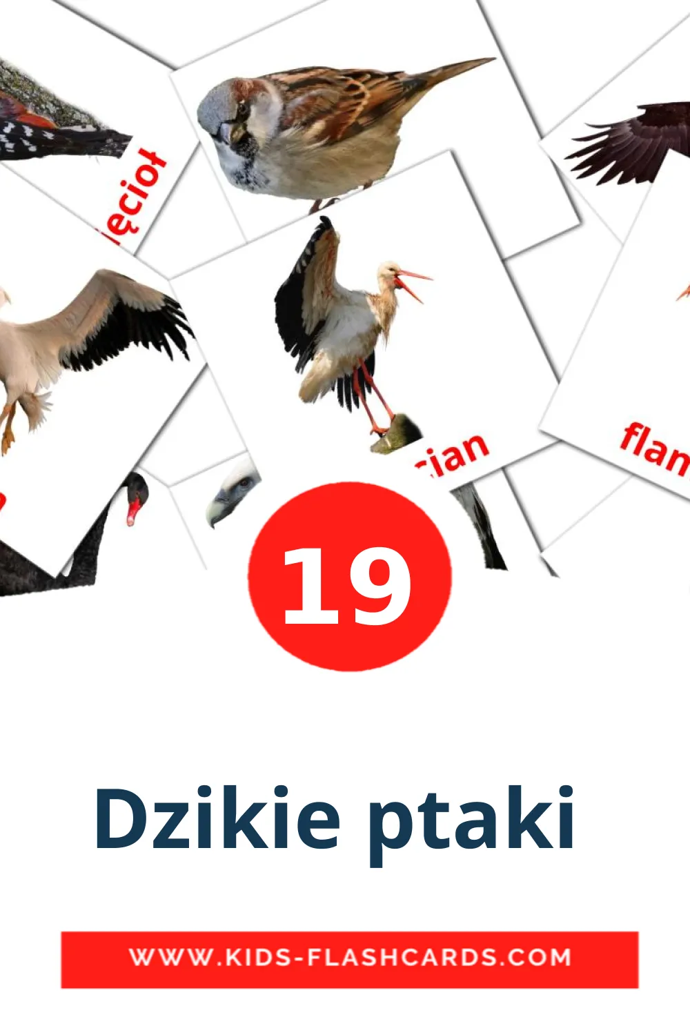 19 Dzikie ptaki  fotokaarten voor kleuters in het polish