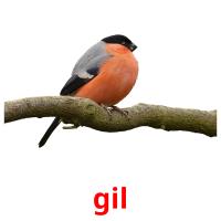 gil picture flashcards
