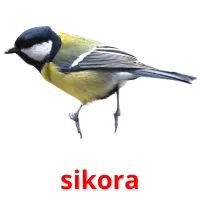 sikora ansichtkaarten