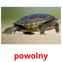 powolny picture flashcards