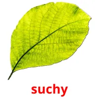 suchy picture flashcards