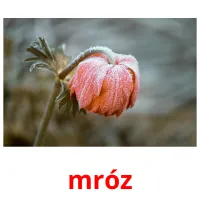 mróz picture flashcards