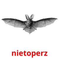 nietoperz Bildkarteikarten