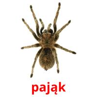 pająk picture flashcards