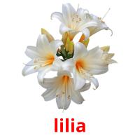 lilia picture flashcards