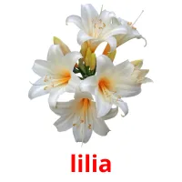 lilia Bildkarteikarten