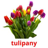 tulipany picture flashcards