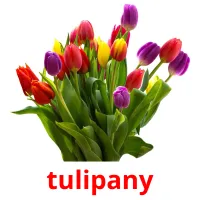 tulipany Bildkarteikarten