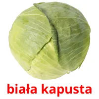 biała kapusta picture flashcards