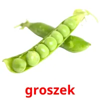 groszek picture flashcards