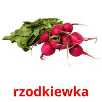 rzodkiewka card for translate