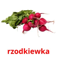 rzodkiewka picture flashcards