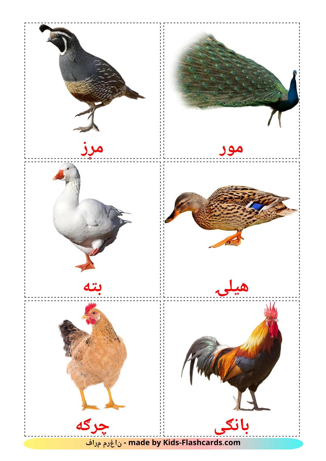 Farm birds - 12 gratis utskrivbare bildekort på pashto