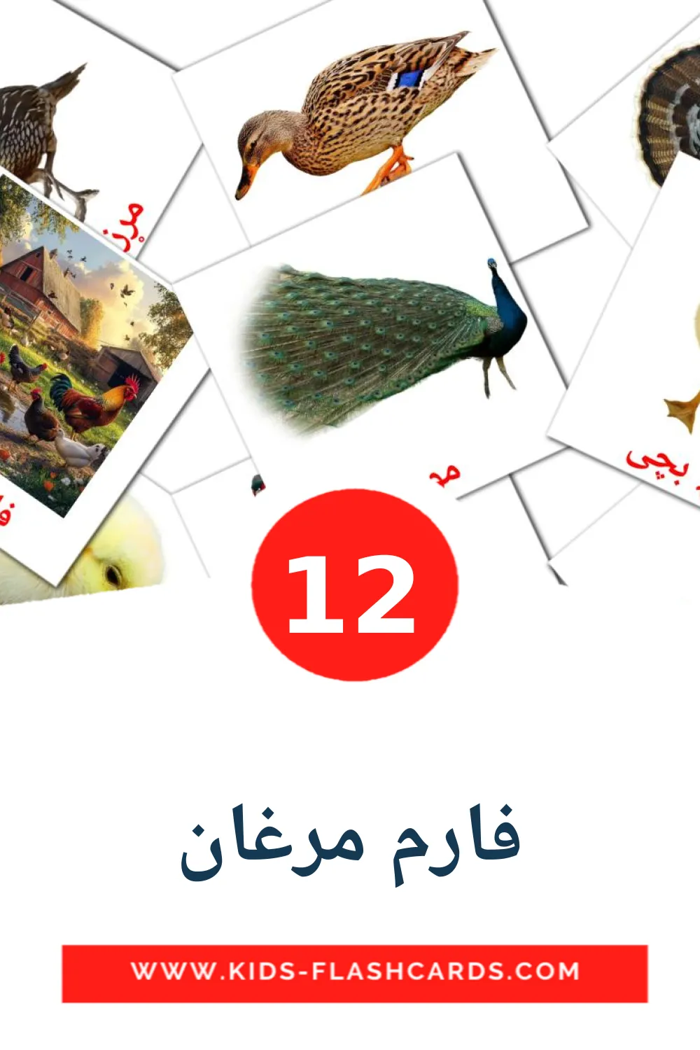 12 bildekort med فارم مرغان for barnehagen på pashto