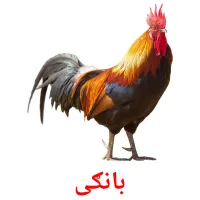 بانګی bildekort