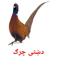 دښتى چرګ bildekort