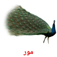 مور bildekort