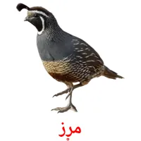 مړز bildekort