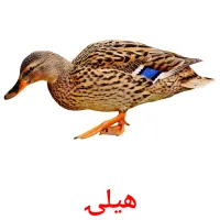 هیلۍ bildekort