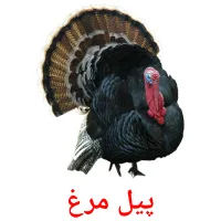 پيل مرغ bildekort